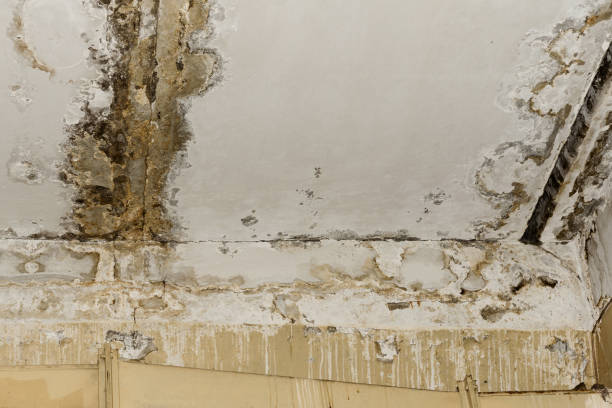 Best Emergency Mold Remediation  in Belle Plaine, IA