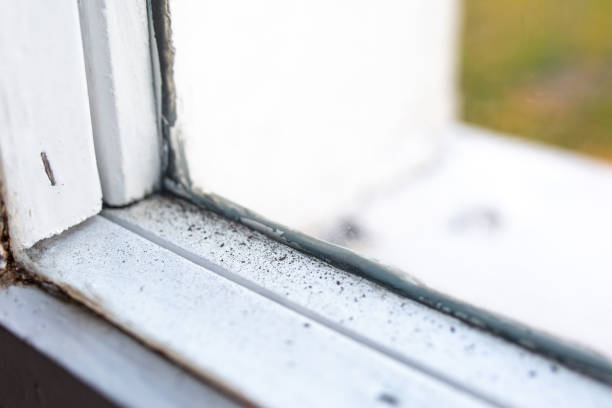 Best Industrial Mold Remediation  in Belle Plaine, IA