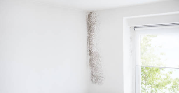 Best Basement Mold Removal  in Belle Plaine, IA