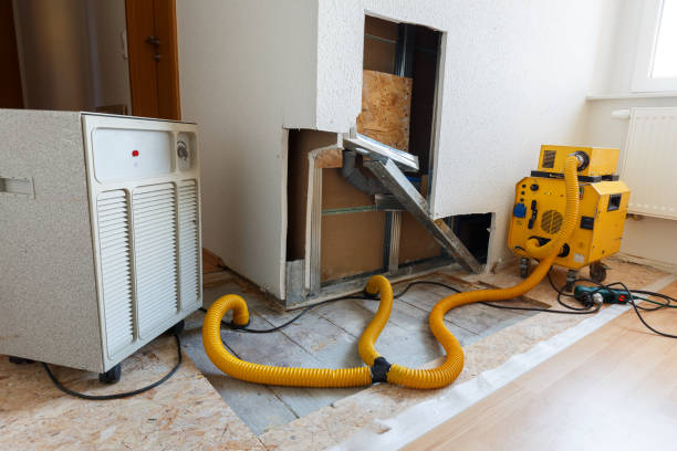 Mold Odor Removal Services in Belle Plaine, IA