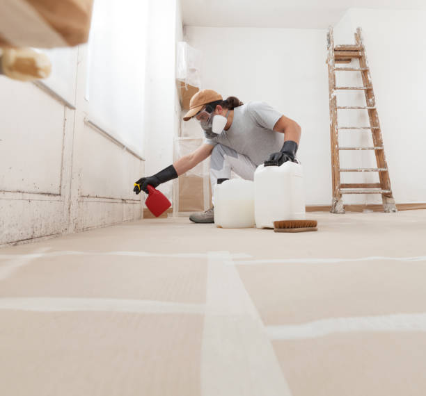 Best Black Mold Removal  in Belle Plaine, IA
