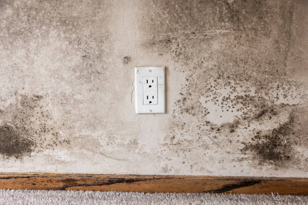 Best Mold Prevention Services  in Belle Plaine, IA